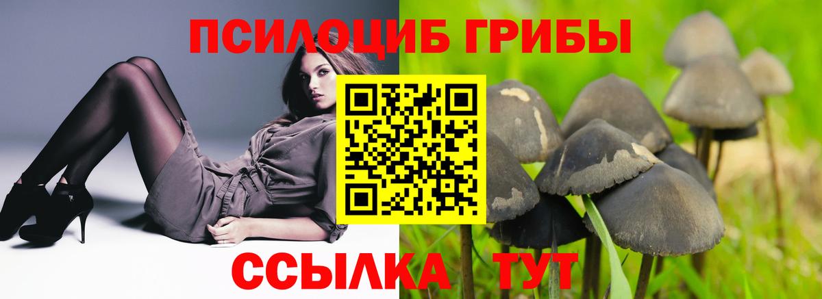 Псилоцибиновые грибы GOLDEN TEACHER  Галлюциногенные грибы Psilocybine cubensis  Клинцы  Вход с VPN 